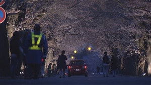 Yoru no Mori: Sakura Tunnel