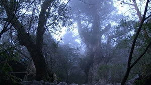 Yakushima: People Gathering at Giant Trees