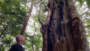 KUMANO: Spirit of the Forest