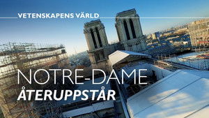 Notre-Dame reborn