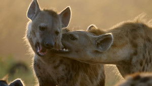 Survivors of the Plains