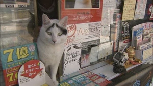Uwasa's cat and shopping street