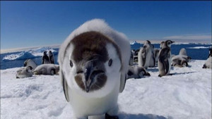 Penguins: Spy in the Huddle: Growing Up