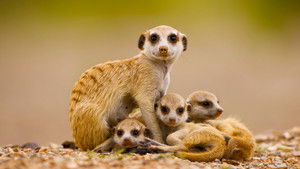 Meerkat Madness