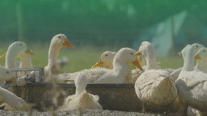 De pekingeenden van Gelderland
