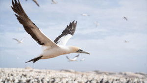 The Ocean's Greatest Feast