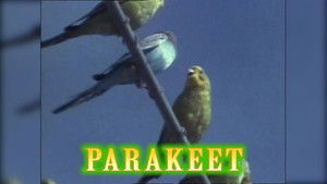 Chimps, Beakmania & Eye Exams