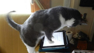 911, My Cat’s Holding Me Hostage!