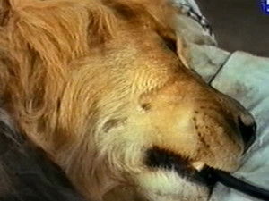 Judy and the Vulture