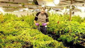 Nederland narcostaat