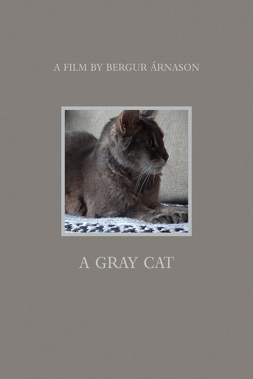 A Gray Cat