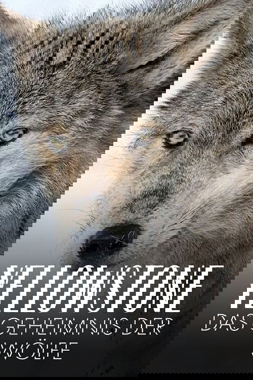 Yellowstone: The Mystery of the Wolves