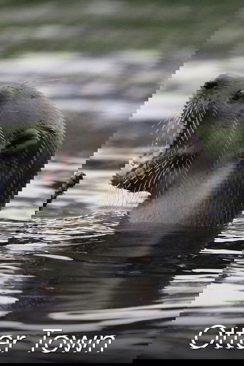 Otter Town
