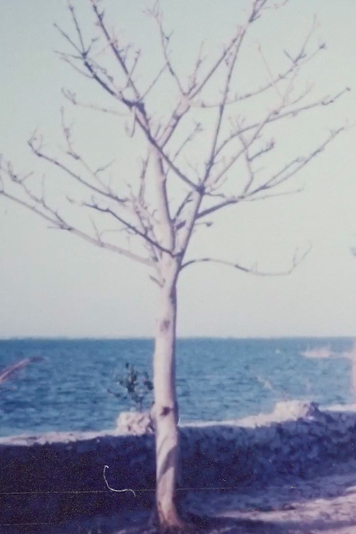 Two Women and the Rock Garden