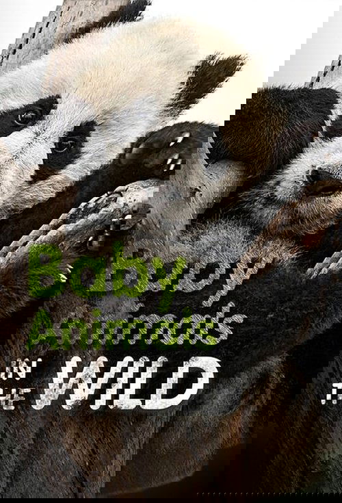 Baby Animals In The Wild