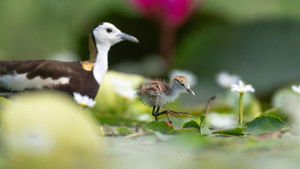 Parenthood: Freshwater